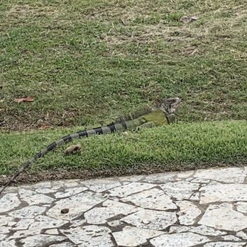 Sea Breeze Hotel Bar - One of 2 iguanas we saw. - Bars Near Me - Culebra, Puerto Rico Sea Breeze Hotel Bar - One of 2 iguanas we saw. - Bars Near Me - Culebra, Puerto Rico