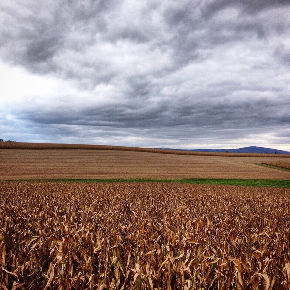 Jumbo's Pumpkin Patch - Uhm, beautiful!! - Pumpkin Patches Near Me - Middletown, Maryland