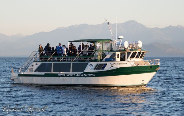 Orca Spirit Adventures Whale Watching by null