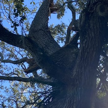 Edward's Tree Service - The top of the broken branch and the end of the branch wedged in the crook of the tree. - Tree Services Near Me - Sarasota, Florida