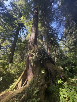 Oswald West State Park by null