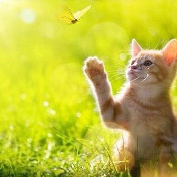 Treasured Friend - Pet Angel - Pet Cremation Services Near Me - Abington, Pennsylvania Treasured Friend - Pet Angel - Pet Cremation Services Near Me - Abington, Pennsylvania