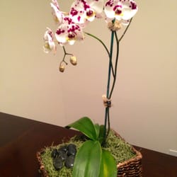 Plant Care Interiorscapes