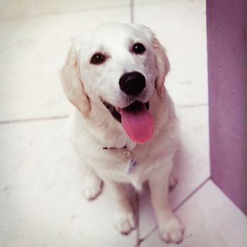 Golden Meadows Retrievers - Pet Training Near Me - Moorpark, California Golden Meadows Retrievers - Pet Training Near Me - Moorpark, California