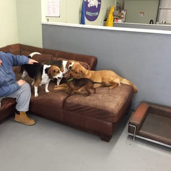 Dingo's Dogsitting - Looks like a union meeting..... - Pet Sitting Near Me - Beverly, Massachusetts