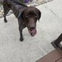 Huntington County Humane Society
