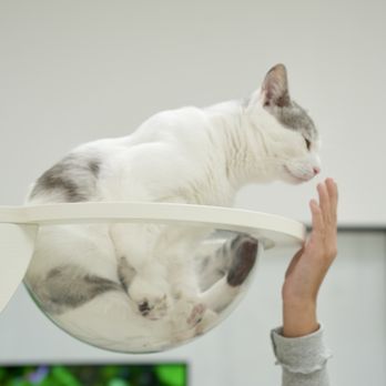 Wonder Pet Cafe - The adorable cat interacts with people in a friendly way. - Themed Cafes Near Me - Toronto, Ontario