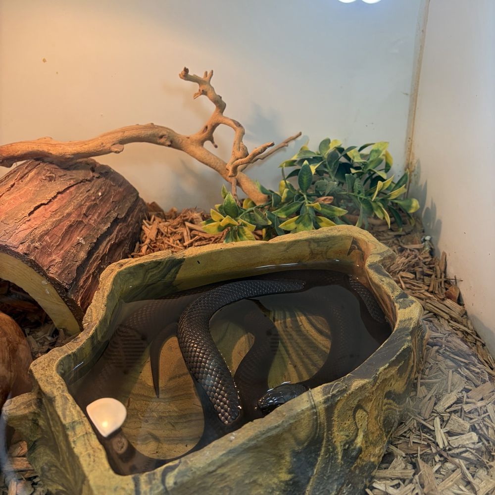 Burbank Scales N Tails - Pet Stores Near Me - Burbank, California Burbank Scales N Tails - Pet Stores Near Me - Burbank, California