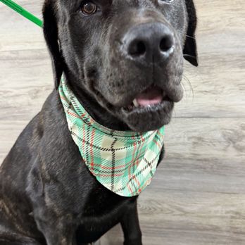 Pet Lovers Mobile Pet Grooming - Pet Groomers Near Me Pet Lovers Mobile Pet Grooming - Pet Groomers Near Me