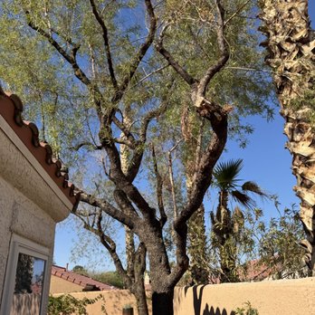 Rocky's Tree Service - African Sumacs, Planted 10/94 - Landscaping Near Me - Las Vegas, Nevada Rocky's Tree Service - African Sumacs, Planted 10/94 - Landscaping Near Me - Las Vegas, Nevada