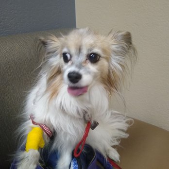 Desert Veterinary Medical Specialist - "Shoot, they know what I've been secretly eating in the backyard now!" - Veterinarians Near Me - Gilbert, Arizona Desert Veterinary Medical Specialist - "Shoot, they know what I've been secretly eating in the backyard now!" - Veterinarians Near Me - Gilbert, Arizona