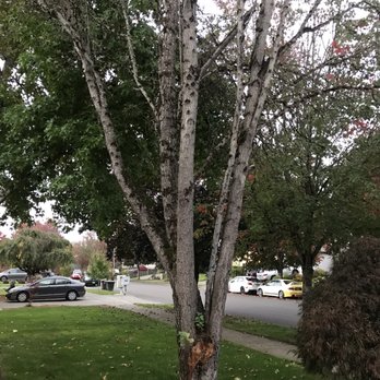 PDX Tree Service - Tree Services Near Me PDX Tree Service - Tree Services Near Me