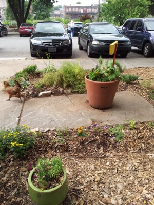 Truly Living Well Center for Natural Urban Agriculture - Collegetown Farm by null