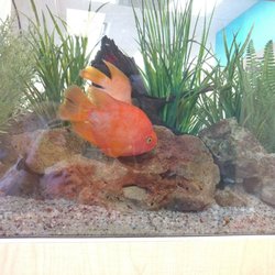 Texas Children's Pediatrics Friendswood - The Aquarium in the waiting area is nice for kids to watch.