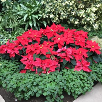Gaiser Conservatory - Christmas poinsettias. - Botanical Gardens Near Me - Spokane, Washington Gaiser Conservatory - Christmas poinsettias. - Botanical Gardens Near Me - Spokane, Washington