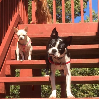 Nana's Pet Home Care - Remy, Safari and Sam, going to play - Pet Sitting Near Me - Clinton, Maryland Nana's Pet Home Care - Remy, Safari and Sam, going to play - Pet Sitting Near Me - Clinton, Maryland
