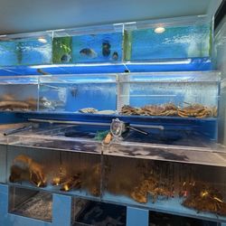 King Kong NY - Fish tank - they are famous for their eel rice as well so you can see the live eel