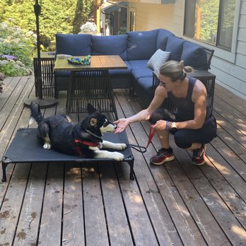 Rain or Shine Canine - Pet Training Near Me Rain or Shine Canine - Pet Training Near Me