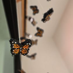 San Bernardino County Museum - Butterflies