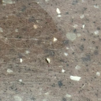 Popeyes Louisiana Kitchen - Small bug (not an ant) crawling on front counter - Fast Food Near Me - Dickinson, Texas Popeyes Louisiana Kitchen - Small bug (not an ant) crawling on front counter - Fast Food Near Me - Dickinson, Texas