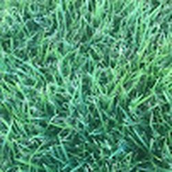 We carry all kind of different sod.