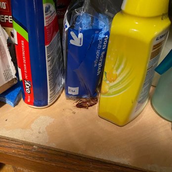 Oak Park Apartments - Cockroach in cabinet under sink - Apartments Near Me - Oak Park, Illinois