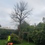 Photo of Tr11 Tree Service