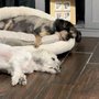 Riverside Regional Veterinary Group