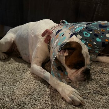 White's Pet Hospital - Winston :( - Veterinarians Near Me - Santa Barbara, California White's Pet Hospital - Winston :( - Veterinarians Near Me - Santa Barbara, California