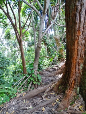Waikamoi Nature Trailhead and Parking Area by null