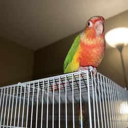 Best Beaks