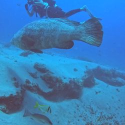 Jupiter Dive Center - Goliath Grouper and Jenny the dive guide