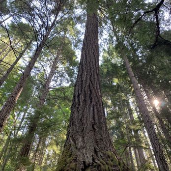 Cathedral Grove - Cathedral Grove forest - Parks Near Me - Nanaimo, British Columbia