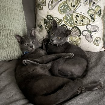 Furever Loving Pet Care - 2 handsome Russian Blues "Jasper" & "Bo"
#kittysitting #catsitter #petsitting
#petcare - Dog Walkers Near Me Furever Loving Pet Care - 2 handsome Russian Blues "Jasper" & "Bo"
#kittysitting #catsitter #petsitting
#petcare - Dog Walkers Near Me