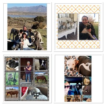 Home On the Range Pet Sitting - Pet Sitting Near Me Home On the Range Pet Sitting - Pet Sitting Near Me