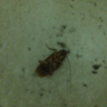 Tuscani Villas - And you'll see a lot of dead roaches lining the hallways too... - Apartments Near Me - Los Angeles, California