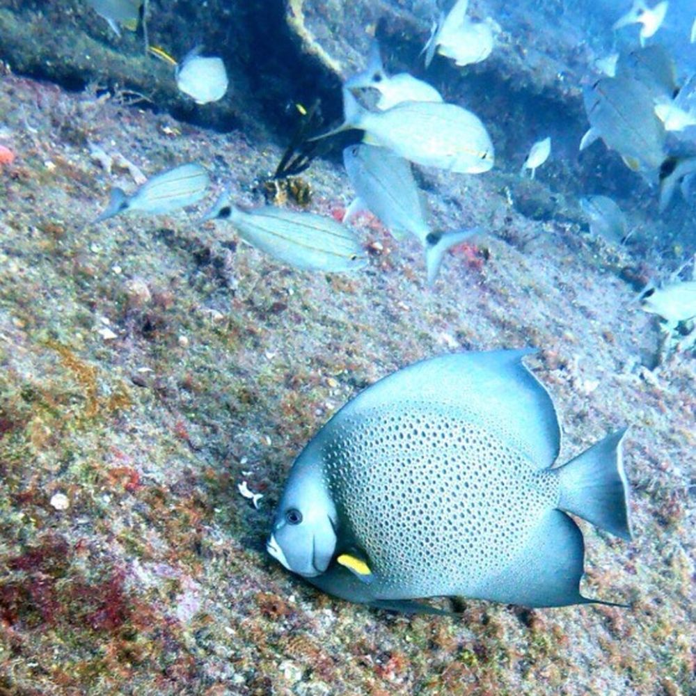 Rainbow Reef Dive Center - Scuba Diving Near Me - Key Largo, Florida Rainbow Reef Dive Center - Scuba Diving Near Me - Key Largo, Florida