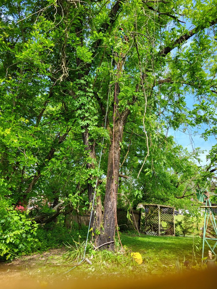 MCKINNEY TREE WORKS Tree Services Knoxville, Tennessee Request a