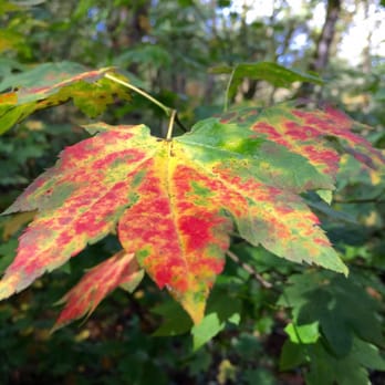 Forest Park - Fall color - Parks Near Me - Portland, Oregon