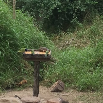 Bentsen State Park - Green jays and a white tipped dove - Parks Near Me - Mission, Texas Bentsen State Park - Green jays and a white tipped dove - Parks Near Me - Mission, Texas