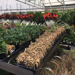 Lowe's Home Improvement - Let's have a moment of reflection of the short lived lives of these plants. Dreams dashed so quickly.