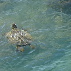Maui Kai - Green Sea Turtle from Maui Kai lanai.