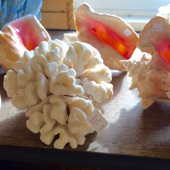 Shell Bazaar - Conch shells-2017 - Home Decor Near Me - Port Saint Lucie, Florida