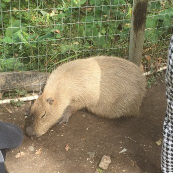 Kangaroo Creek Farm - Zoos Near Me - Kelowna, British Columbia Kangaroo Creek Farm - Zoos Near Me - Kelowna, British Columbia