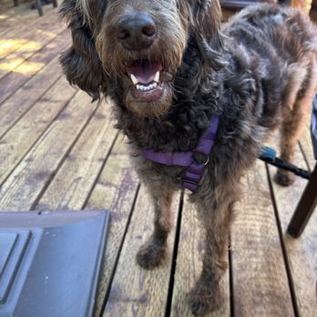 Urban Momo - Outdoor patio area is dog friendly! - Himalayan/Nepalese Near Me - San Mateo, California