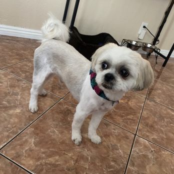 Waggily Ever After Pet Grooming - After w his scarf - Pet Groomers Near Me - South Gate, California