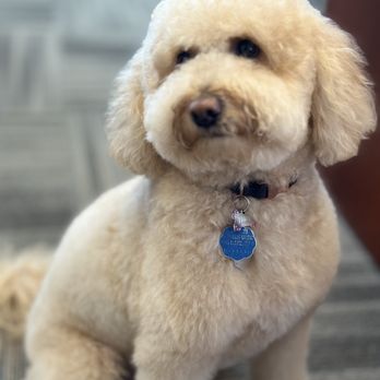 The Pampered Pet - Lucy our Mini Goldendoodle. - Pet Groomers Near Me - Millbrae, California The Pampered Pet - Lucy our Mini Goldendoodle. - Pet Groomers Near Me - Millbrae, California