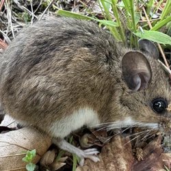Cummings Pest Solutions