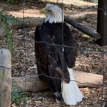 Palm Beach Zoo - eagle - Zoos Near Me - West Palm Beach, Florida