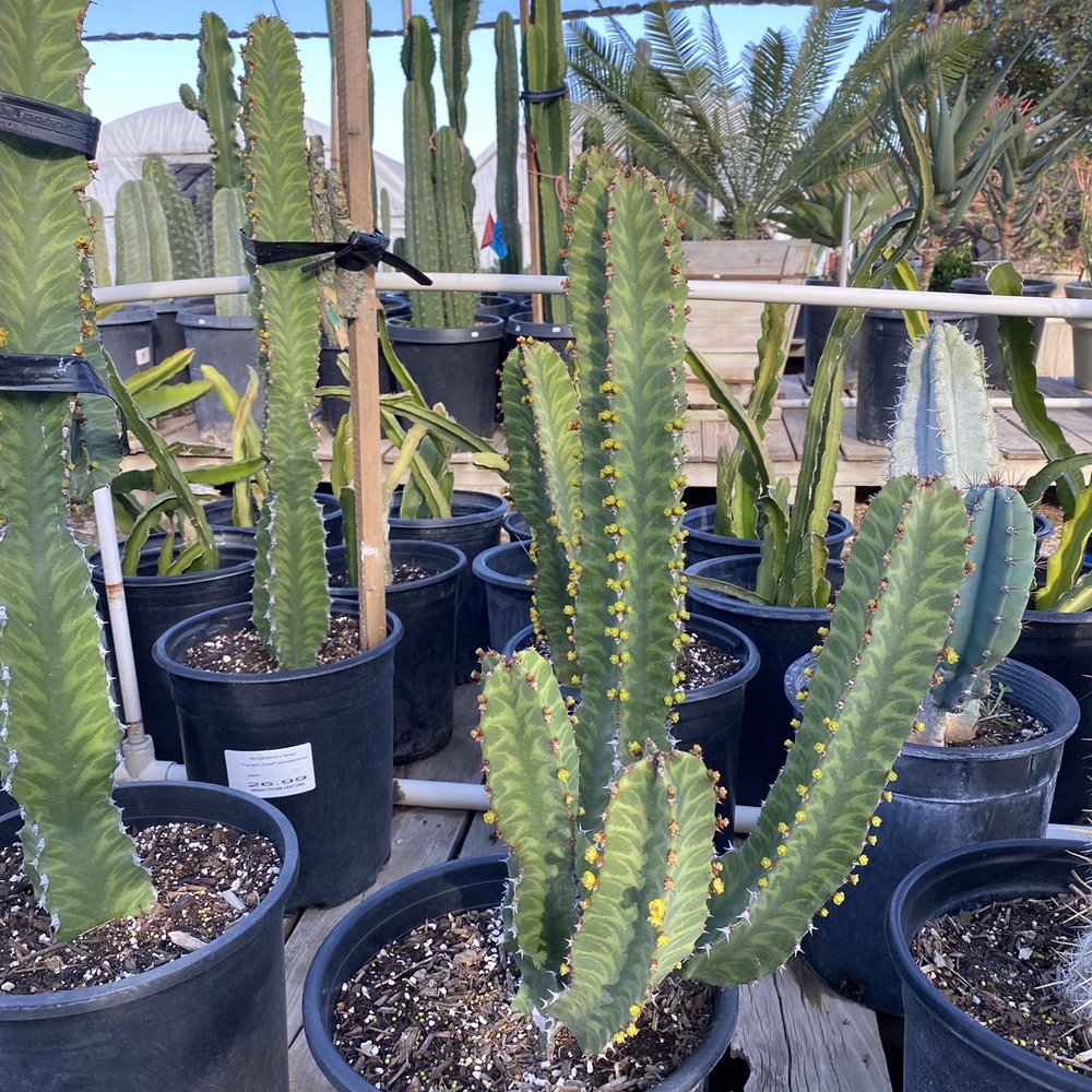 Sal’s Cactus Mart - Nurseries & Gardening Near Me - Fillmore, California Sal’s Cactus Mart - Nurseries & Gardening Near Me - Fillmore, California